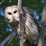 12SB8051 Barred Owl